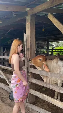 Susu Sapi
