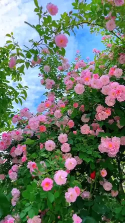 cinematic flowers