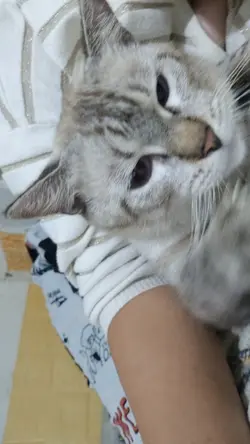 PUSA 