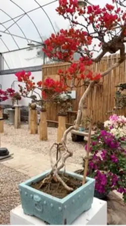 Bon sai