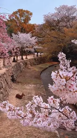 桜 | Sakura | Spring