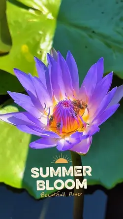 SUMMER BLOOM