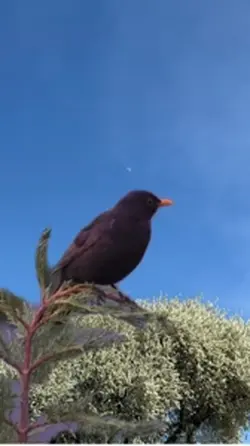 Blackbird song