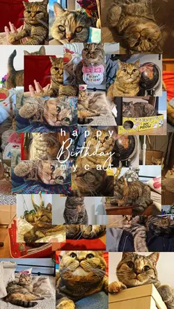 Birthday my cat 