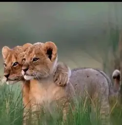 lion template 