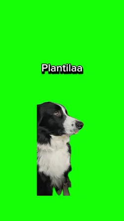 Perrito