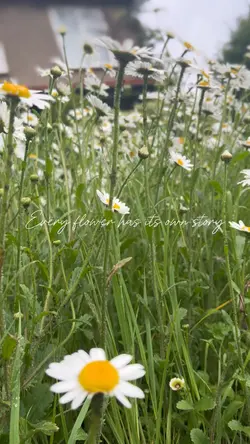 Daisy🌼