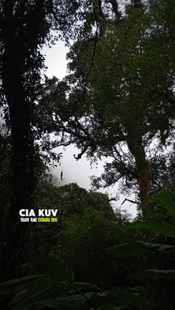 Cia kuv tuav koj 