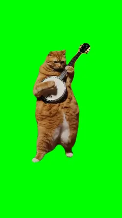 cat banjo meme 