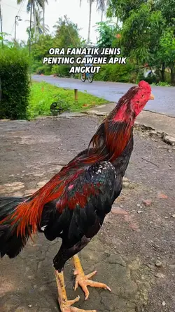 Story hd 