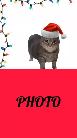 Jingle bells cat