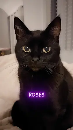 Roses are red...