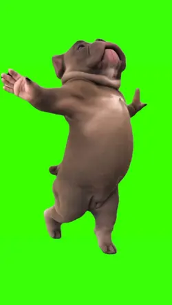 bulldog dancing meme