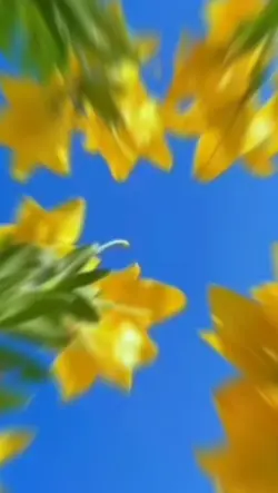 4 aesthetic transisi