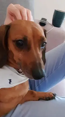 el principito 