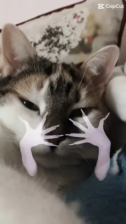 Meine Katze 😂❤️🦋✨