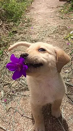 My Dog My Bestfriend