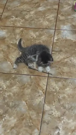 Kucing Nakal