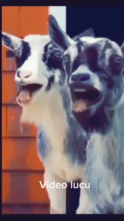 kambing tertawa