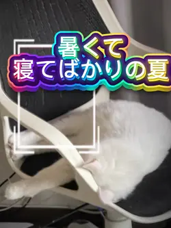出かけない　寝てばかりの夏