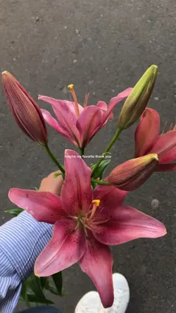 Lily's