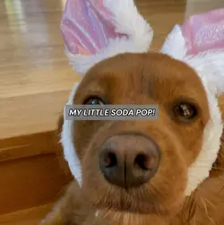 Sodapop!!