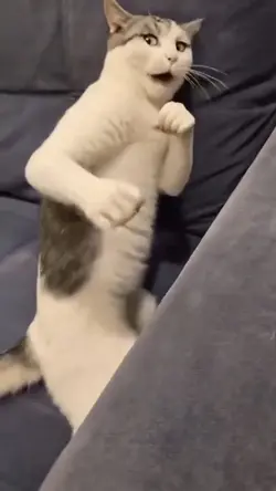 kucing silat