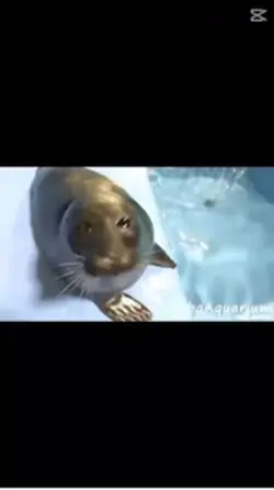 Seal