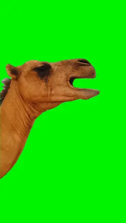 Singing Camel