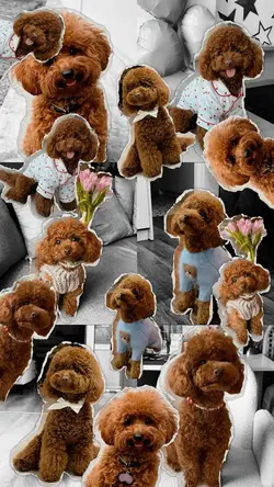 Dog cute