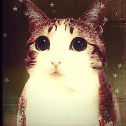 meowl is so tuff