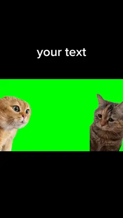 talking Cat meme 