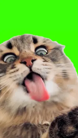 pranking cat meme
