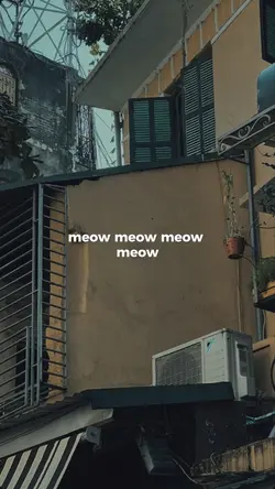 Meow Meow Meow