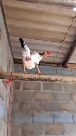 Ghép Nở Trứng Gà
