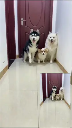 funny dog videos 
