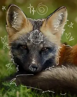 Cross fox therian 