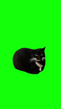 Cat dance
