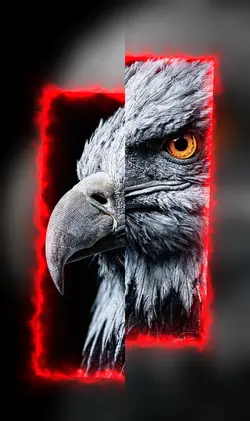 Eagle king trend 