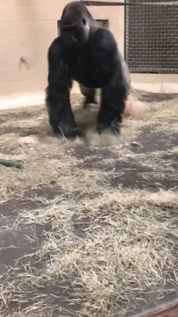 gorilla transisi 