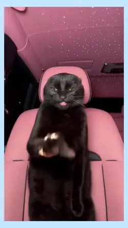 dancing cat