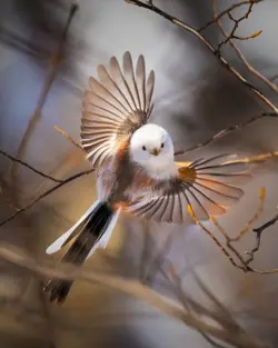 空を翔ける鳥のように