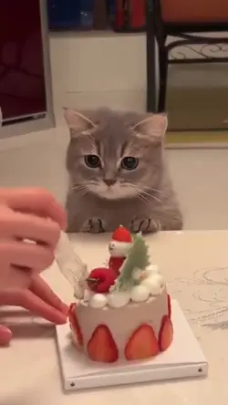 Kitten wants cake