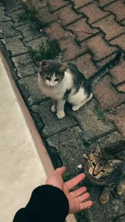 Aesthetic 