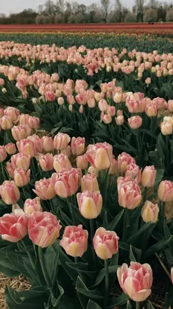 Spring Vibes