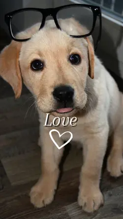 Puppy Love ❤️