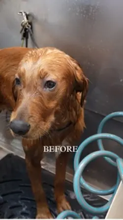 Before/after 