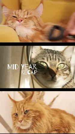 Pet story