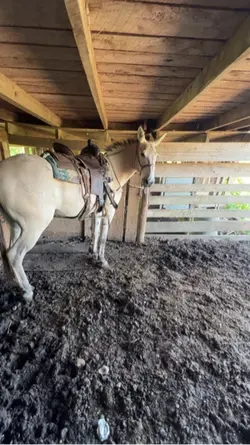 mule