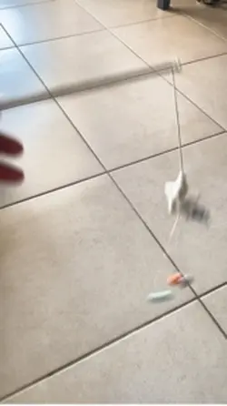 Jeu de chat bengal
